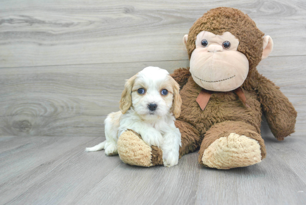 Cavachon Pup Being Cute