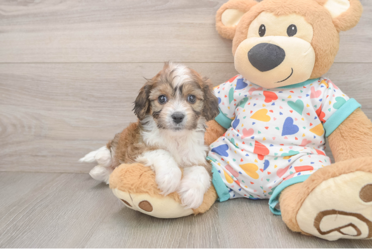 Best Cavachon Baby