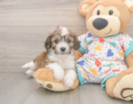 5 week old Cavachon Puppy For Sale - Premier Pups