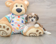 7 week old Cavachon Puppy For Sale - Premier Pups