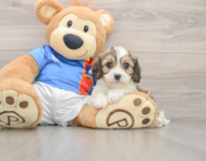 5 week old Cavachon Puppy For Sale - Premier Pups