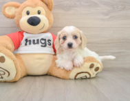 5 week old Cavachon Puppy For Sale - Premier Pups