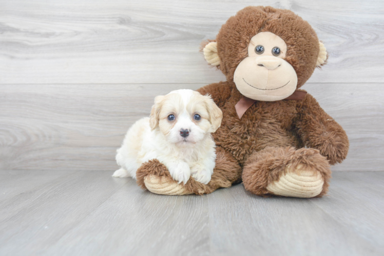 Cavachon Puppy for Adoption