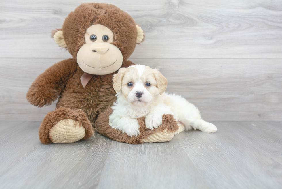 Playful Cavalier Designer Puppy