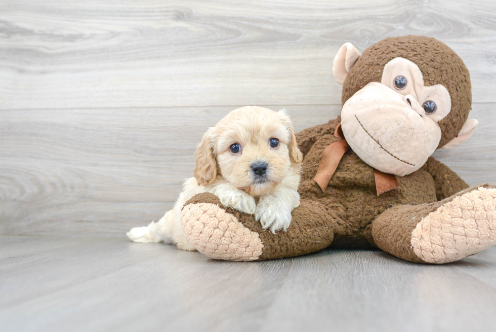 Cute Cavalier Designer Puppy