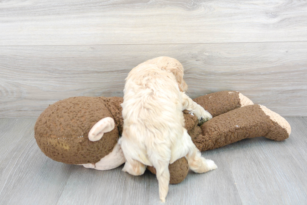Best Cavachon Baby