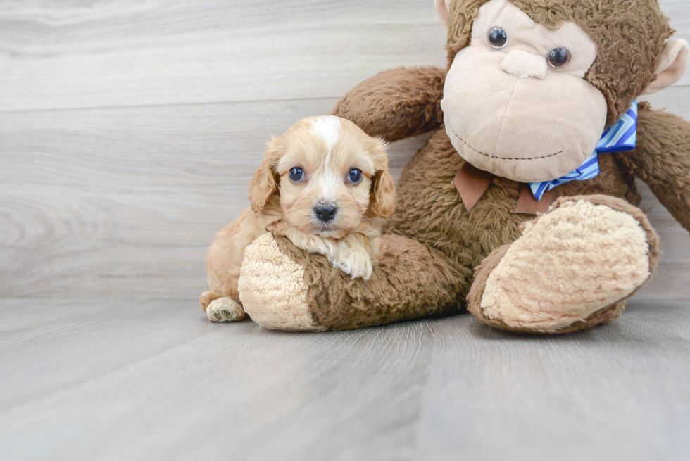 Best Cavachon Baby