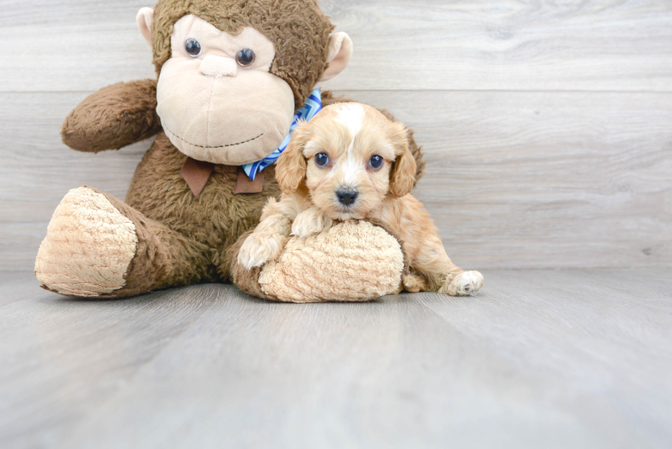 Friendly Cavachon Baby