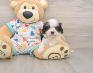 5 week old Cavachon Puppy For Sale - Premier Pups