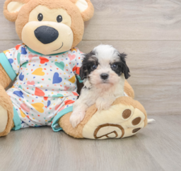 7 week old Cavachon Puppy For Sale - Premier Pups