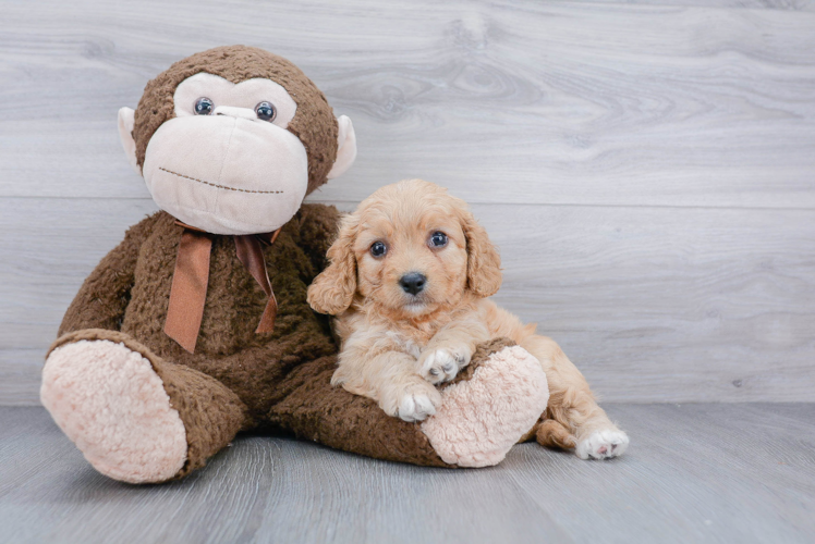 Cavachon Pup Being Cute