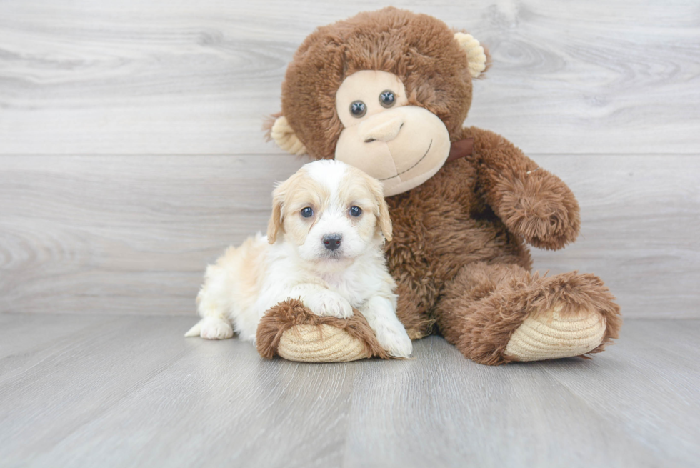 Cavachon Puppy for Adoption