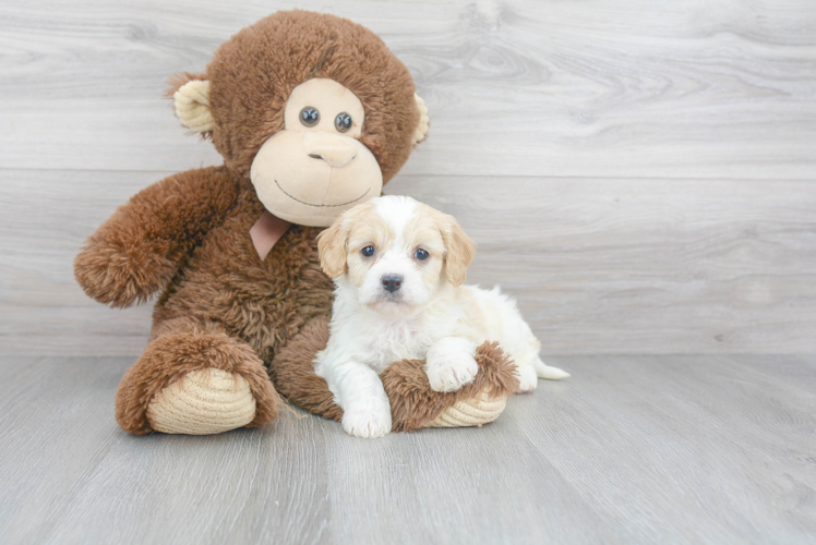 Cavachon Pup Being Cute