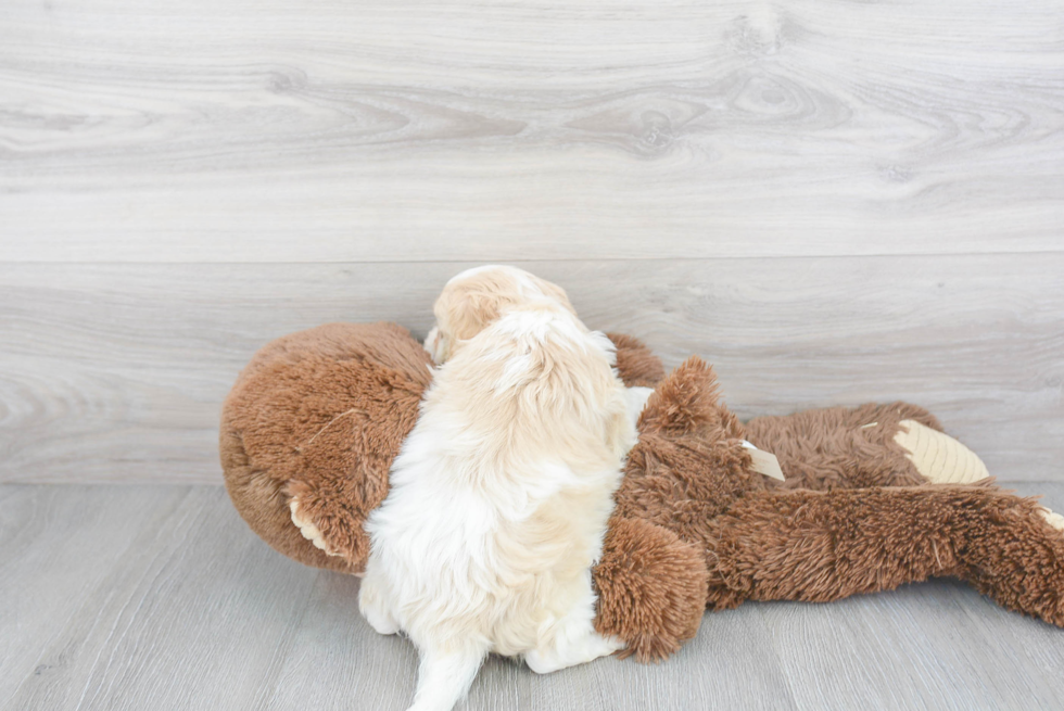 Cute Cavachon Baby