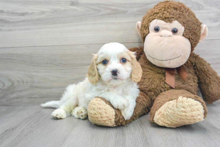 Funny Cavachon Designer Pup