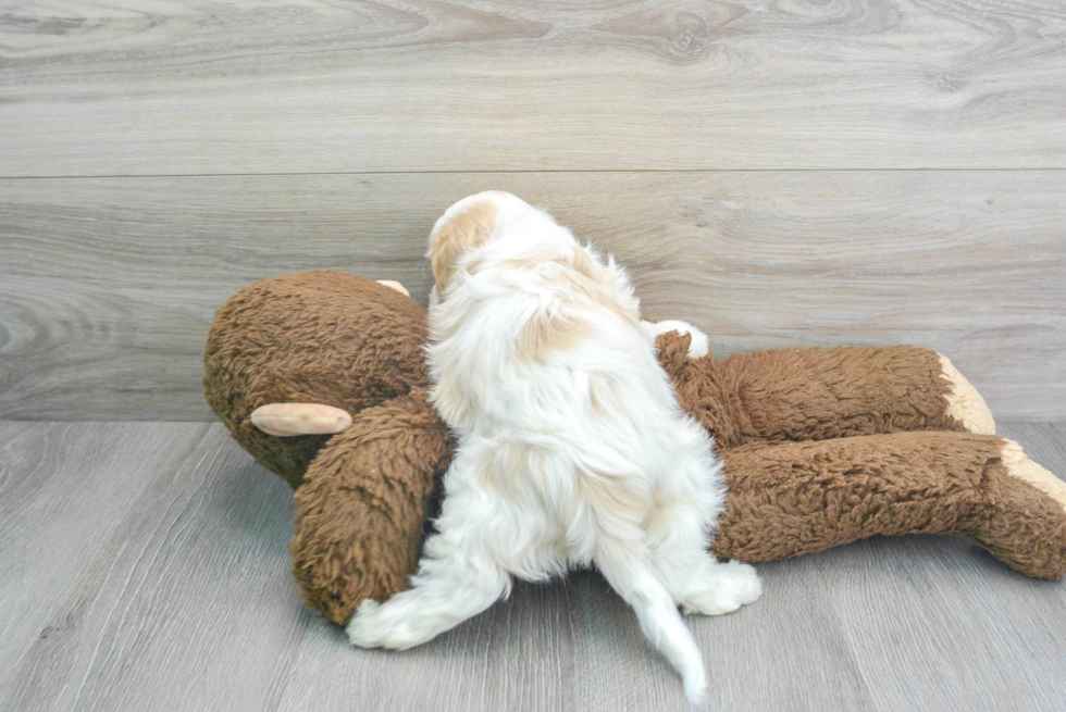 Cavachon Pup Being Cute