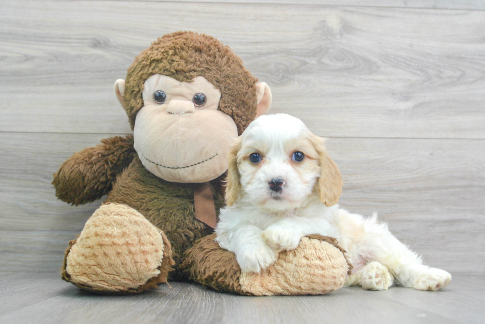 Sweet Cavachon Baby