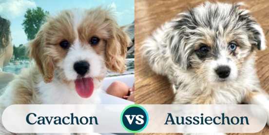 Cavachon vs Aussiechon Comparison