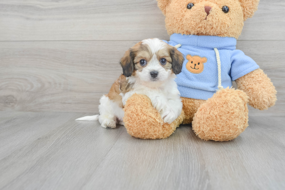 Playful Cavalier Designer Puppy