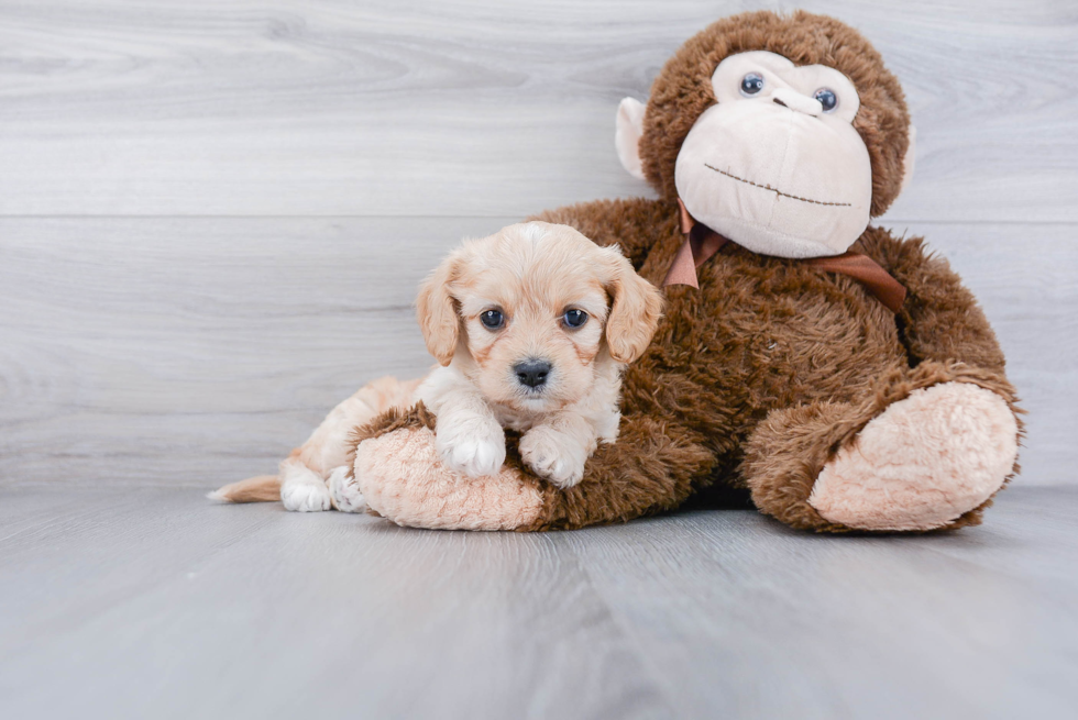 Cavachon Puppy for Adoption