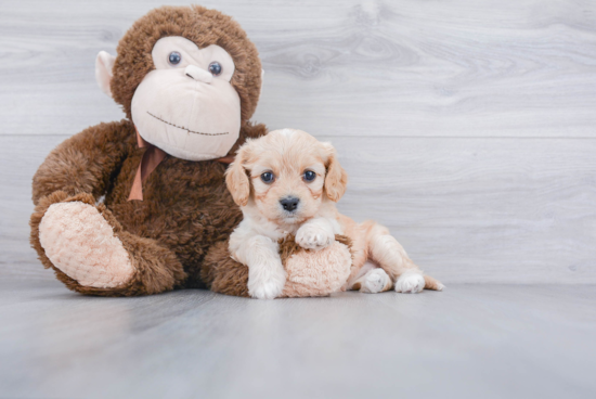 Cavachon Pup Being Cute