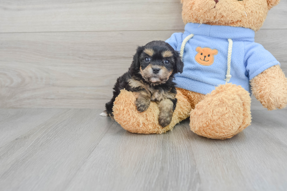 Cavachon Pup Being Cute