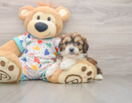 6 week old Cavachon Puppy For Sale - Premier Pups