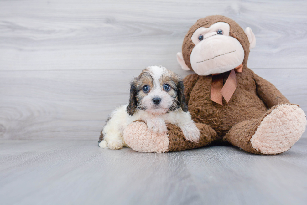 Petite Cavachon Designer Pup