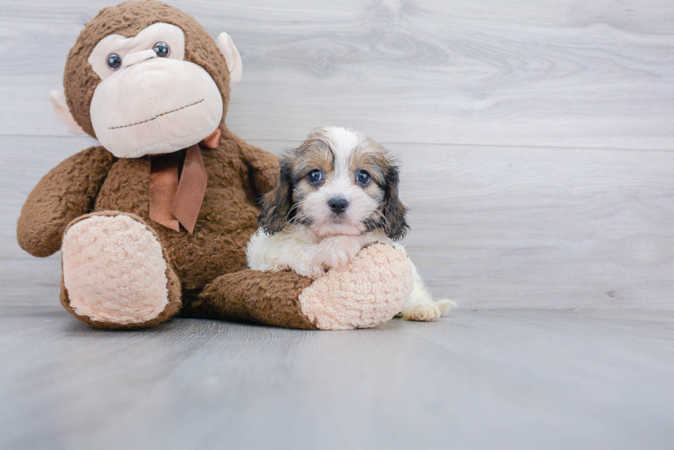 Friendly Cavachon Baby