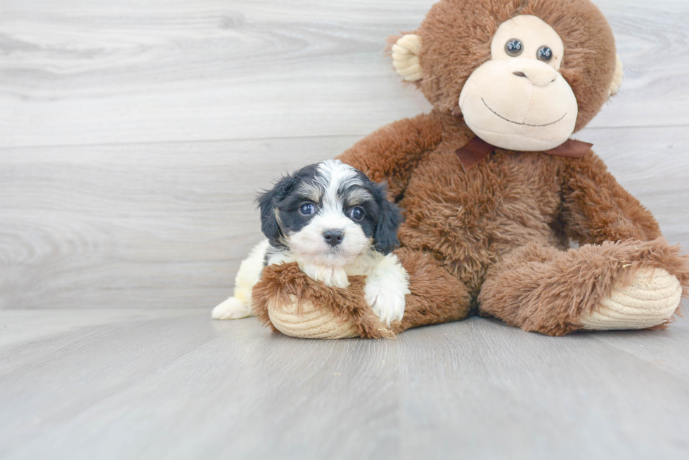 Small Cavachon Baby