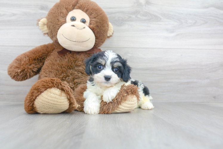 Petite Cavachon Designer Pup