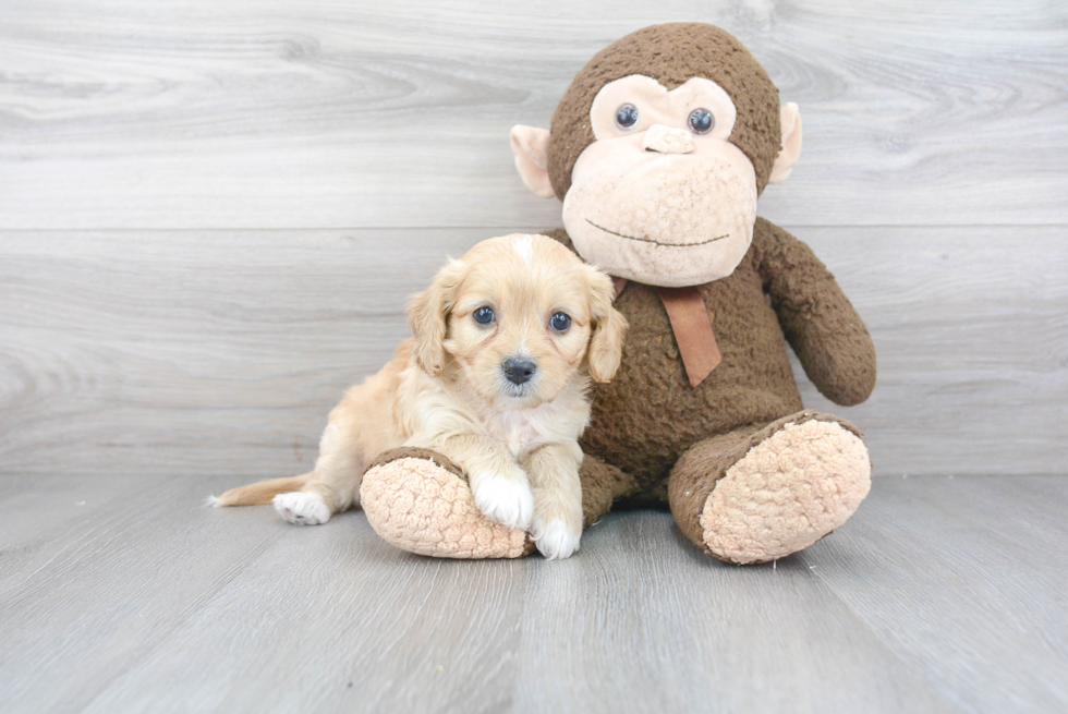 Cute Cavachon Baby