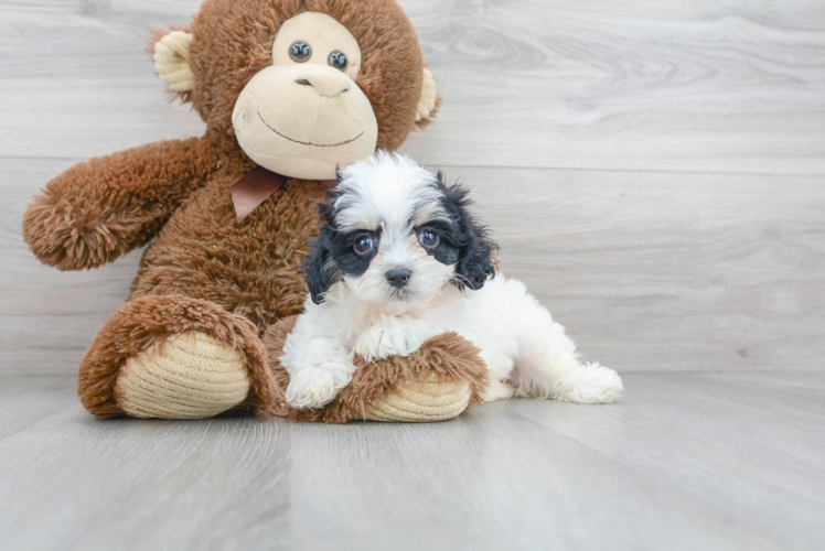 Cavachon Puppy for Adoption