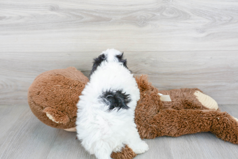 Petite Cavachon Designer Pup