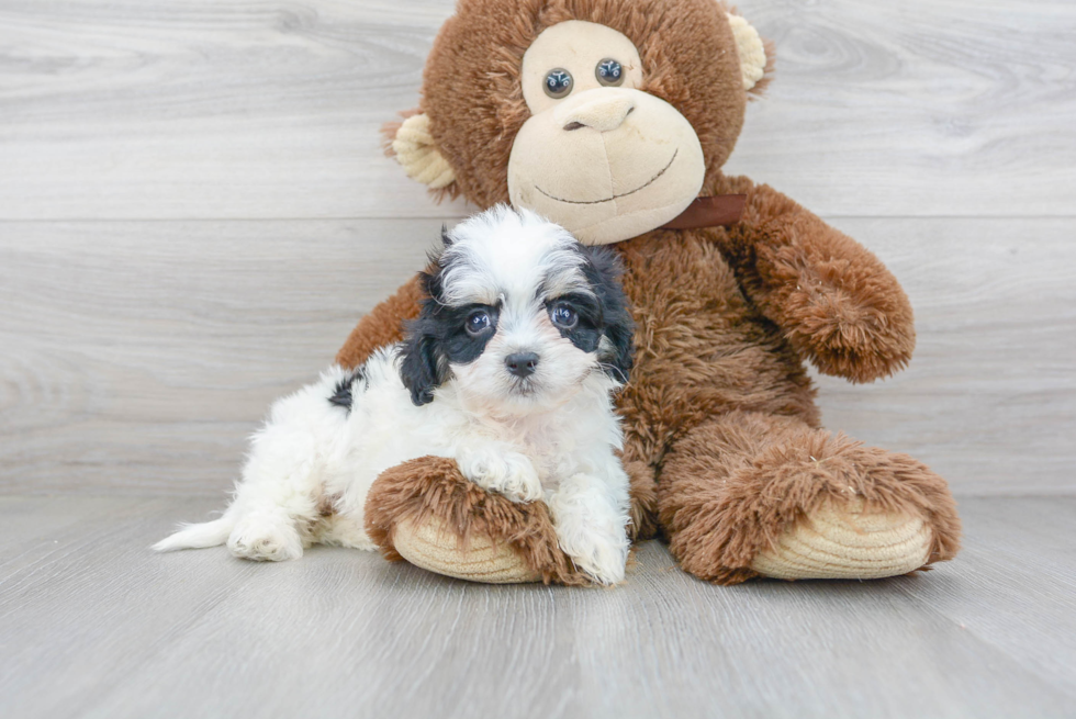 Friendly Cavachon Baby