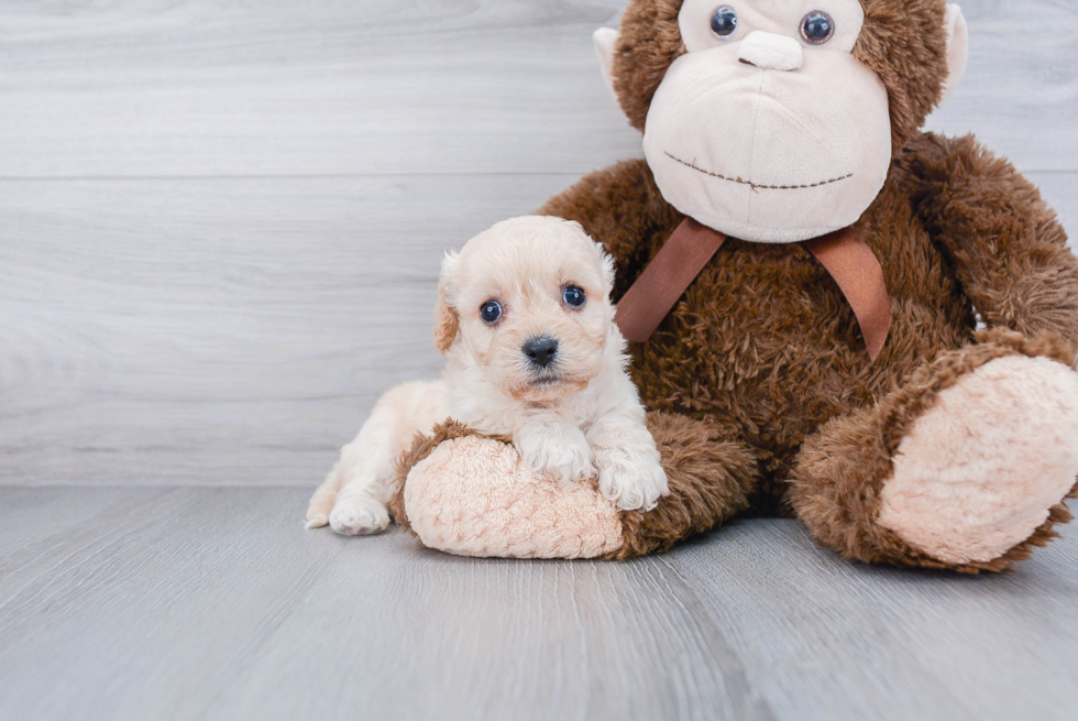 Cavachon Pup Being Cute