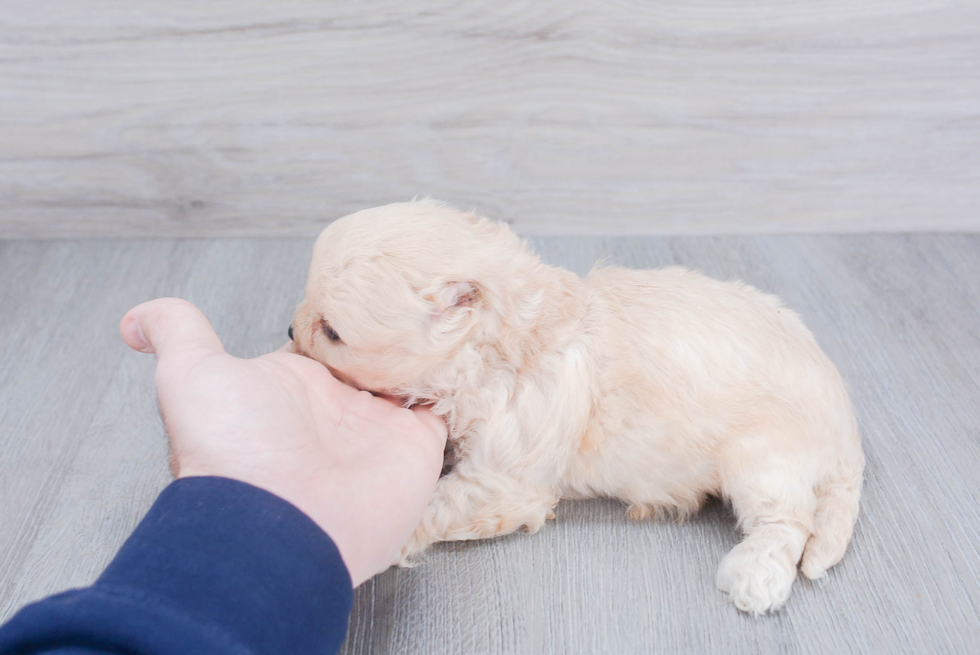 Cavachon Puppy for Adoption