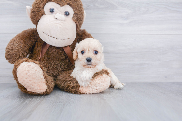 Fluffy Cavachon Designer Pup