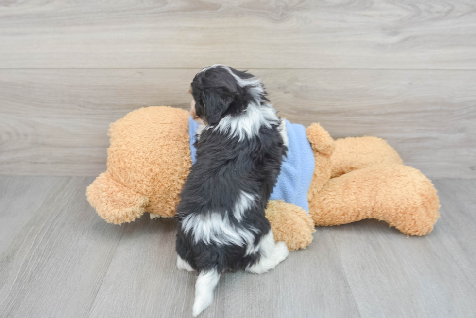 Best Cavachon Baby