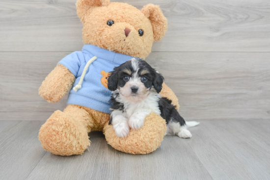 Cavachon Pup Being Cute