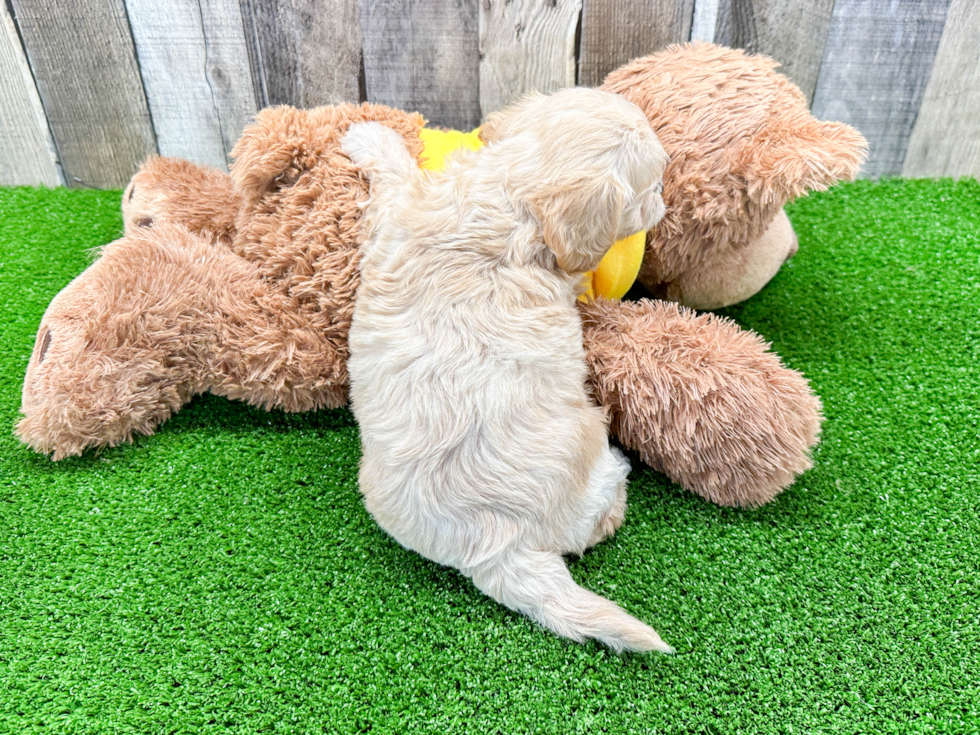 Smart Cavachon Designer Pup