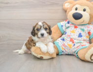 5 week old Cavachon Puppy For Sale - Premier Pups