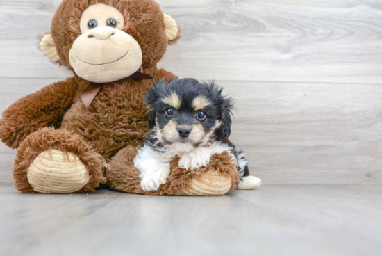 Cavachon Puppy for Adoption