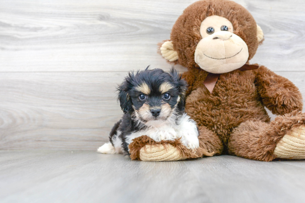 Petite Cavachon Designer Pup