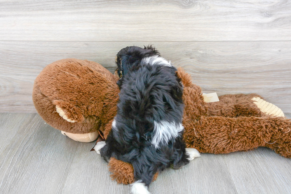 Cavachon Pup Being Cute