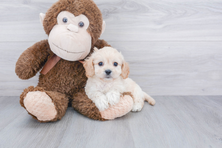 Sweet Cavachon Baby