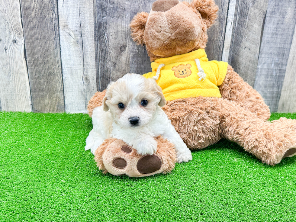 Fluffy Cavachon Designer Pup