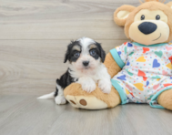 5 week old Cavachon Puppy For Sale - Premier Pups