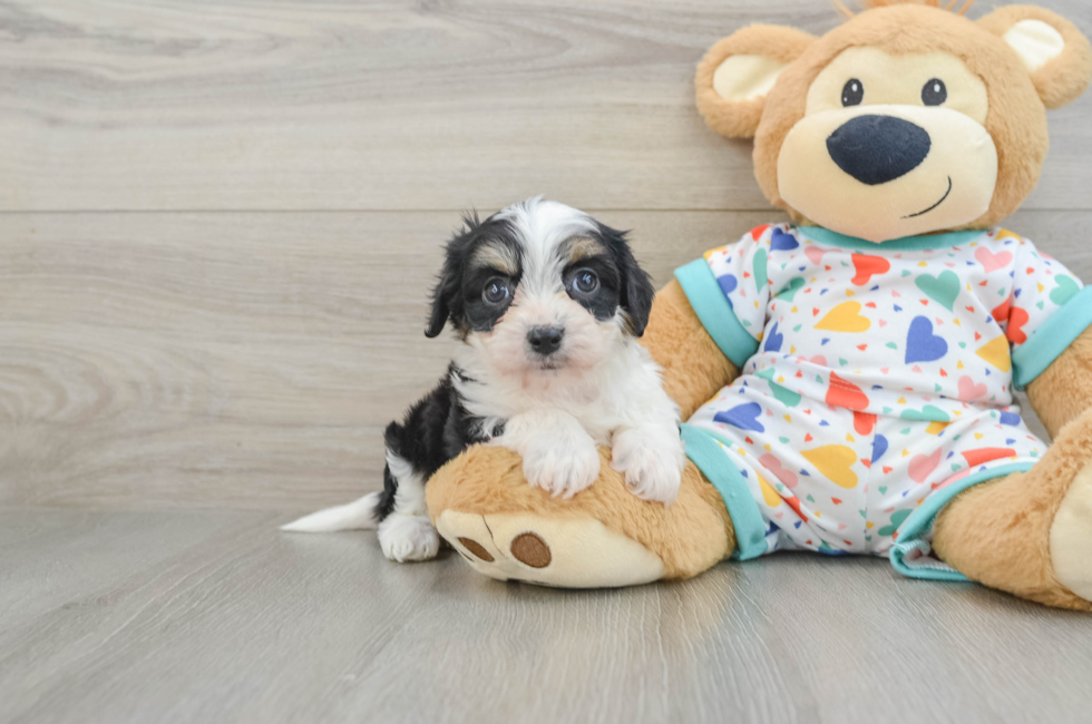 5 week old Cavachon Puppy For Sale - Premier Pups