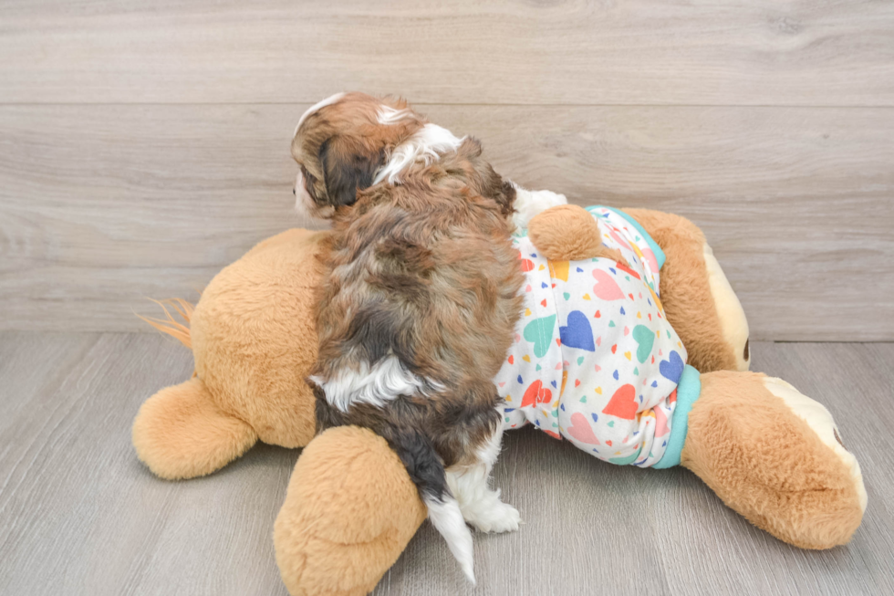 Cavachon Pup Being Cute